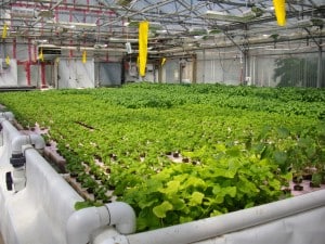 The Art of Organic - LARGEST Aquaponics Farm in The U.S. Launches 