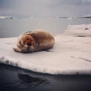 RedBeardedSeal