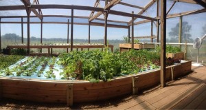 Aquaponics farm in karnataka 